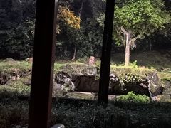 -夜间野生动物园