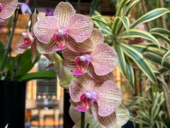 -天津君隆威斯汀酒店