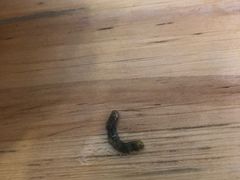 -昌荣竹升面(花园新村店)