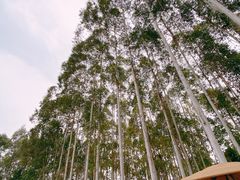 -桉树林A coffee 森林餐厅(三圣乡店)
