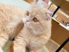 -CAT’S MEWSTAR CAFE·喵星球猫屋(晴湾咖啡店)