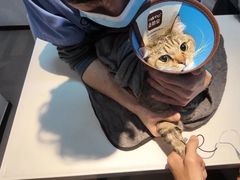 -御宝贝·A梦猫科宠物医院(国际猫友好医院)