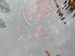 -绿茶餐厅(龙井船宴· 品牌总店)