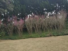 -嘉定紫藤园