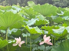 -龙头寺公园