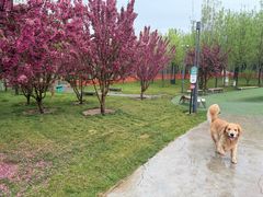 -爪吧宠物乐园 (温榆河示范区店)