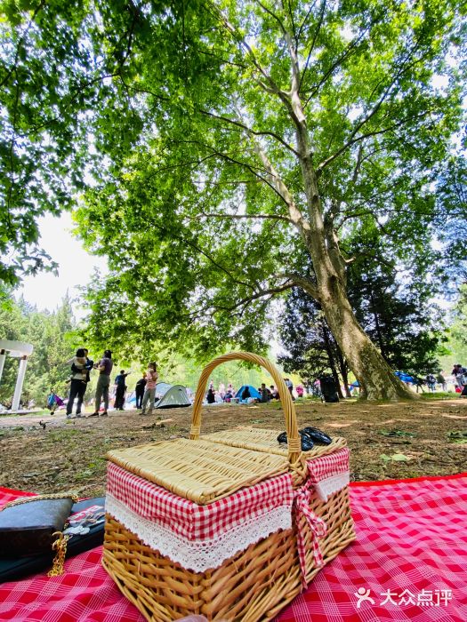 上海共青森林公园图片