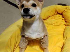 -逗柴咖啡屋·狗咖猫咖宠物桌游
