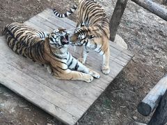 -大连森林动物园