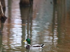 -白鹭湾湿地公园