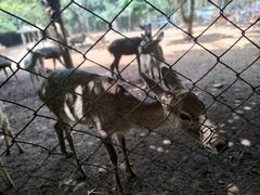 -海南热带野生动植物园