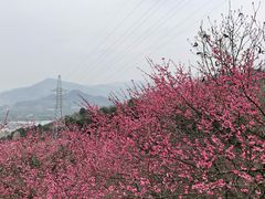 -新建村梅花