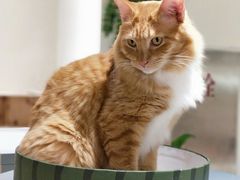 -藏猫猫咖啡主题馆(中央大道店)