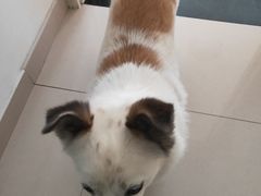 -北京观赏动物医院·24小时大型综合·猫专科·异宠专科