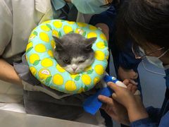 -特一安24小时宠物医院·骨科·中兽医