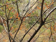 -叠溪松坪沟景区