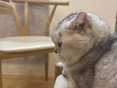 -猫咪派对(江南西店)