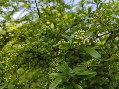 -花溪公园