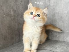 -小猫来了·猫舍(红山六九七九店)