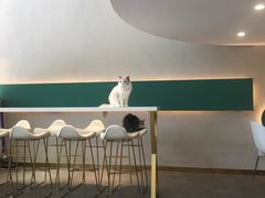 -飞行喵MR PILOT|猫舍·猫咖(静安大融城店)