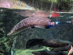 -太平洋海底世界