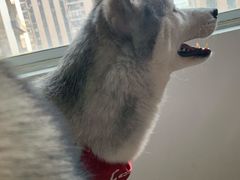 -Husky Go! 哈士奇体验馆·宠物咖啡厅狗咖