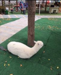 -萌宠亲子动物乐园(槐房万达店)