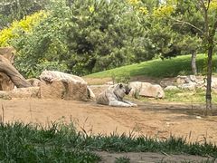 -北京野生动物园