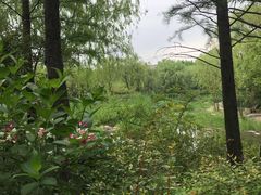 -新江湾城公园