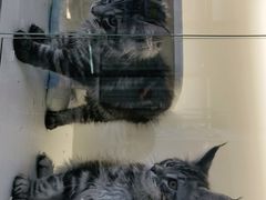 -小猫来了·猫舍(红山六九七九店)