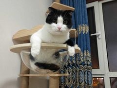 -小叮当动物医院·骨科·眼科