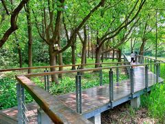 -昆山城市生态森林公园
