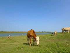 -东关回民小吃一条街(颍河西路店)