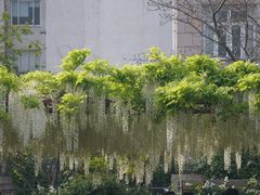 -嘉定紫藤园