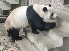 -成都动物园