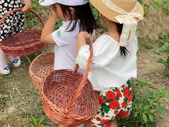 -樂桃源奉贤黄桃种植采摘基地