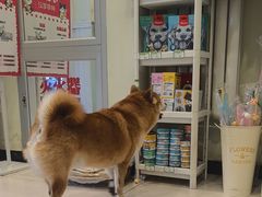 -悦宠凯宝动物医院·牙科·皮肤科(朝阳北路店)