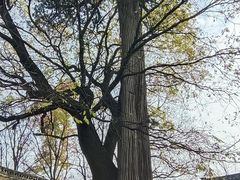 -少华山国家森林公园