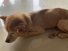 -宠物星动物医院·眼科·异宠·猫科(江南大道总院)