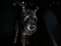 -枫花园汽车电影院(朝阳公园店)