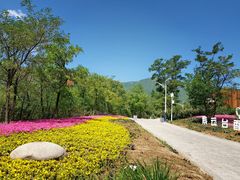 -紫云台香草园