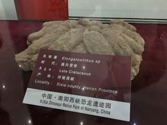 -中国西峡恐龙遗迹园