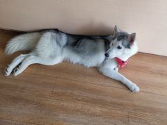 -Husky Go! 哈士奇体验馆·宠物咖啡厅狗咖