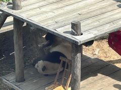 -大连森林动物园