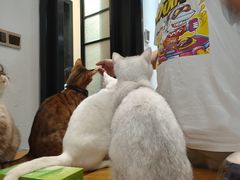 -猫色咖啡·猫咖