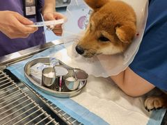 -萌兽医馆·犬猫专科·眼科中心·宠物医院(朝阳门分院)
