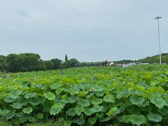 -嘉北郊野公园