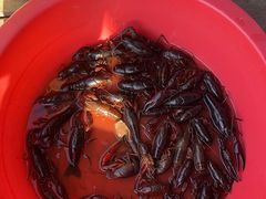 -同銮特种养殖场·龙虾垂钓