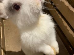 -猫猫幼稚园·撸猫·桌游·电玩