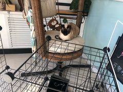 门面-平行世界·猫咖(首经贸店)